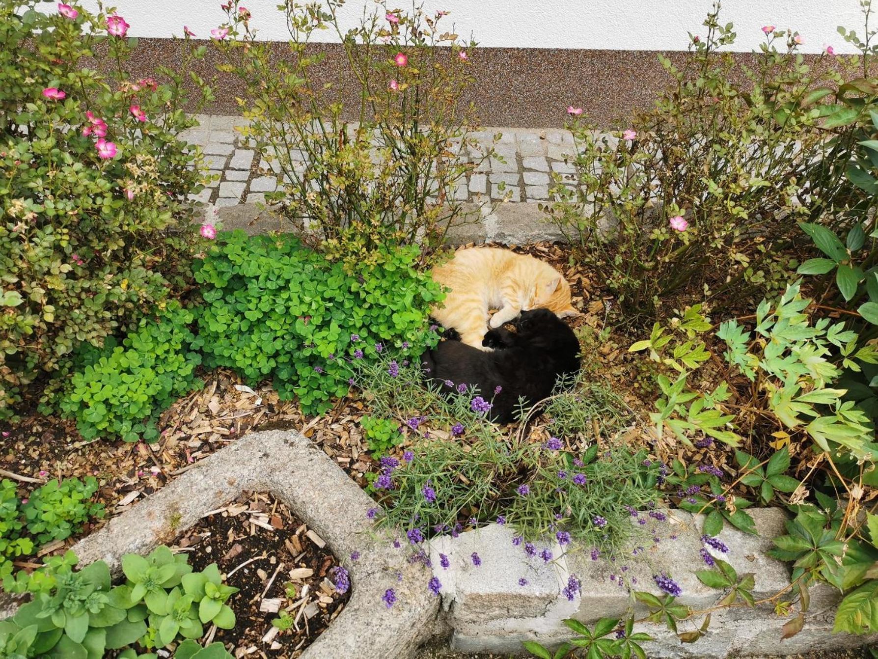 Kindererlebnis- Und Biobauernhof Hipp-Bruckner Wornharts Buitenkant foto